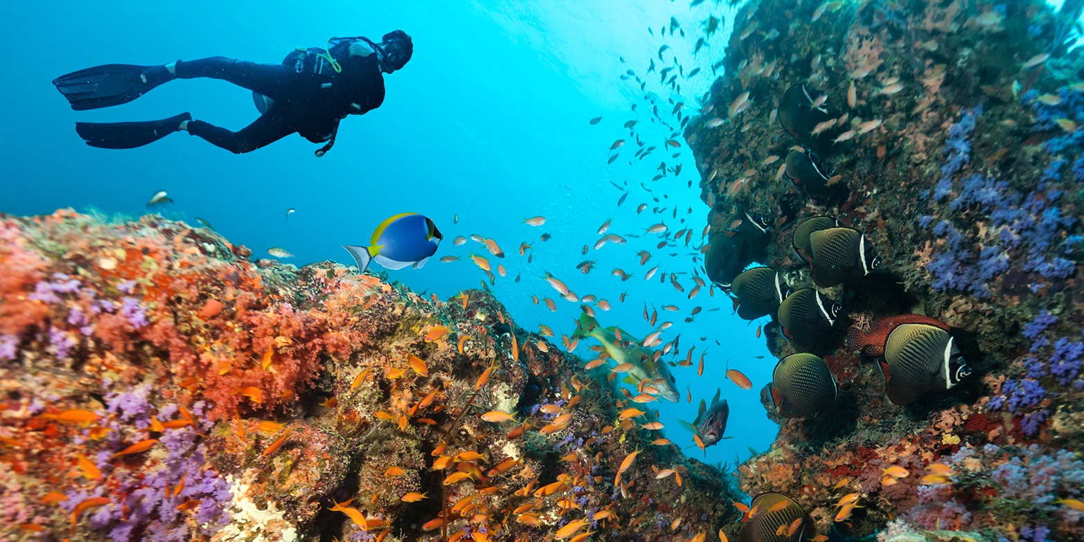 Vergrösserte Ansicht: Ein Taucher beobachtet die Fische eines Riffs