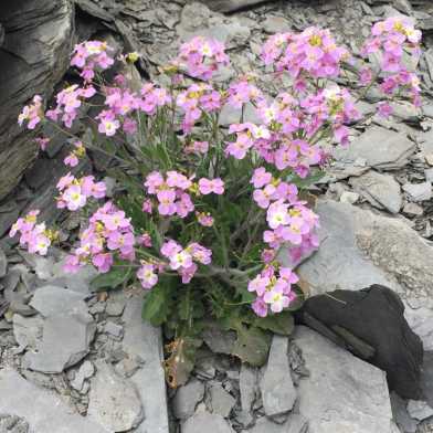 Foto von Sand-Schaumkresse auf Gestein