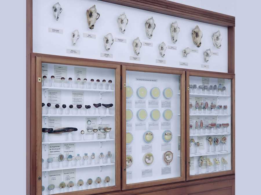 Anatomical collection of domestic animals