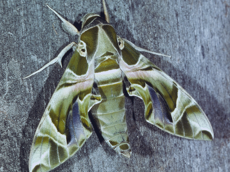 Entomological Collection