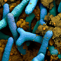 Rhizobia