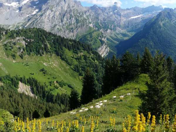 Research site located at 1800 m in the Chablais region. In the background: Vallon de Nant and the Grand Muveran. (Photo: P. Descombes)