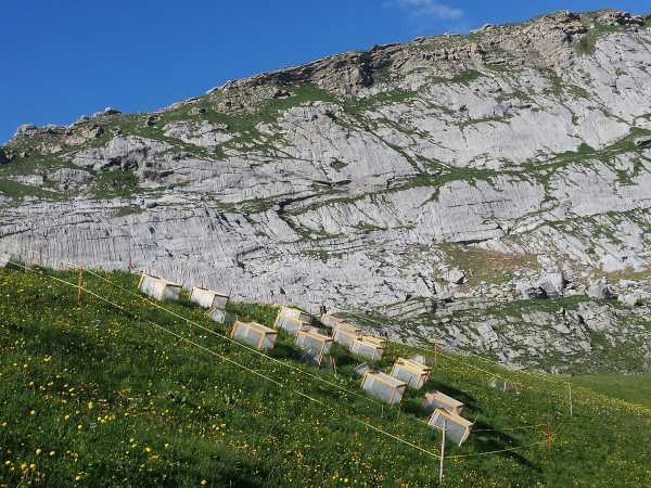 Research site located at 2070 m in the Chablais region. (Photo: P. Descombes)