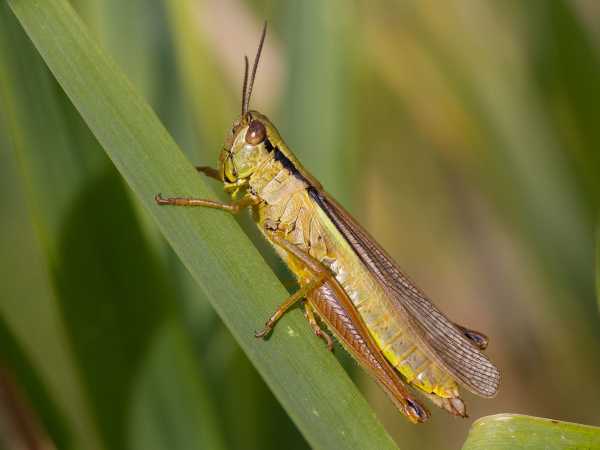 Leak Grasshopper
<i>Mecostethus parapleurus</i>. (Photo: C. Roesti)