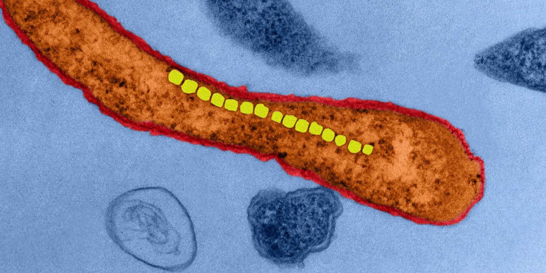 Bakterium der Gattung Magnetospirillum