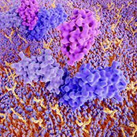 organization of proteins on the cell surface