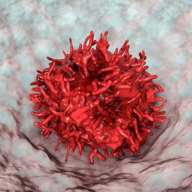 Illustration of a macrophage in pulmonary air sacs (alveoli)