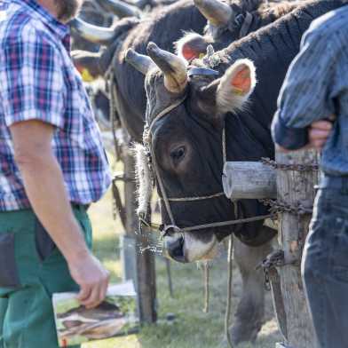 In the center stands a tethered bull, surrounded by men