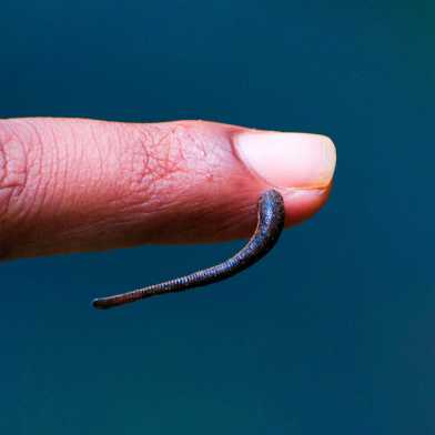 Finger with a leech hanging from it