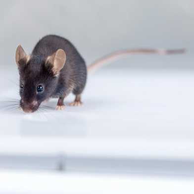 A brown mouse on a white table